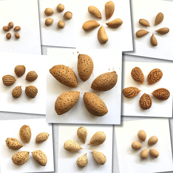 Example of wild and domesticated almond diversity