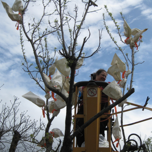 Dianne Velasco hybridizing Juglans microcarpa with Juglans regia