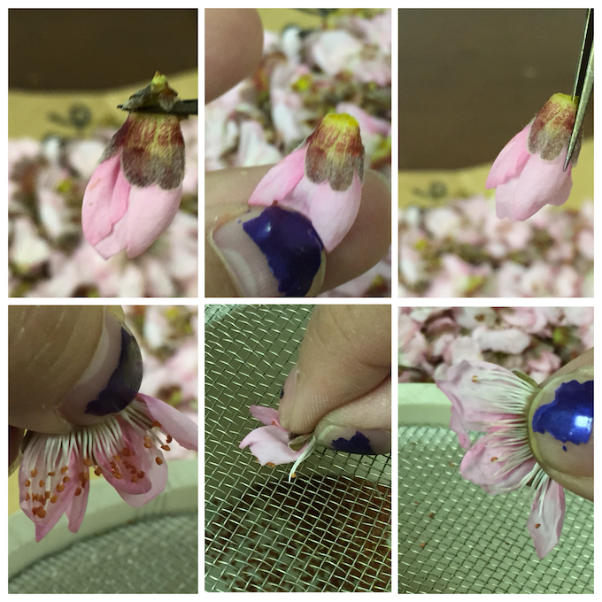 Collecting Prunus pollen