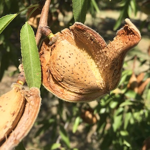 A domesticated almond