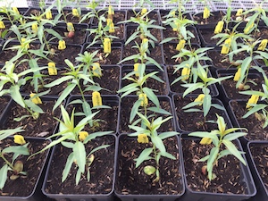 Interspecific almond-peach seedlings