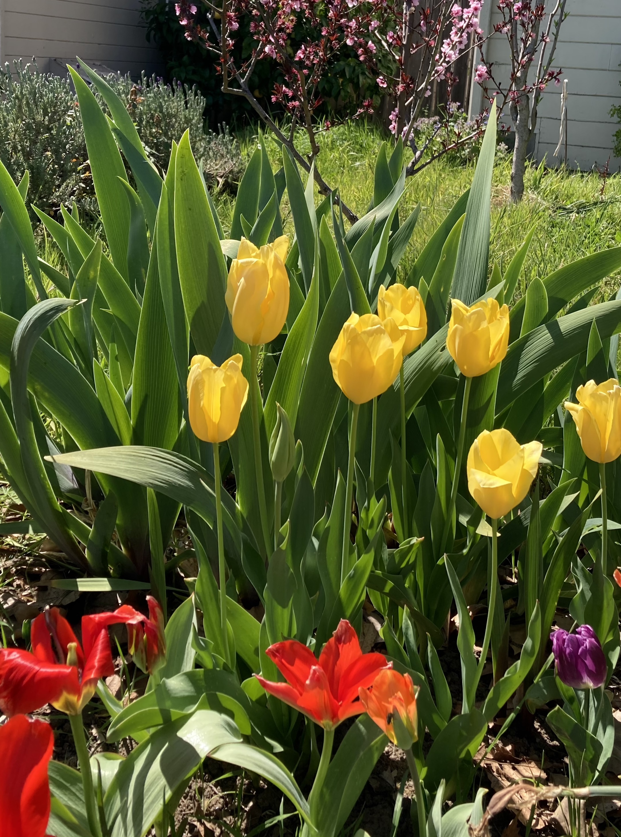 vignette of tulips, bearded iris, and peach tree in bloom