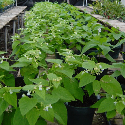 unifoliolate mapping population